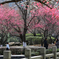 ������£���ɫӰ���ء�