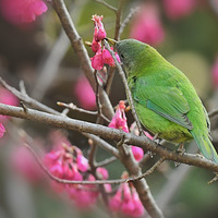 ɽӣ���ϵĳȸ�Ҷ��