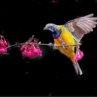 ��ӣ������ӭ���˳ȸ�Ҷ�ǹ�ĸ��