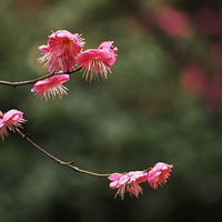 ��÷����