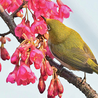 ɽӣ���ϵ�������