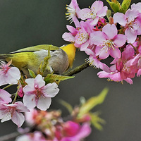 �ӽ�ӣ�ϵ�������