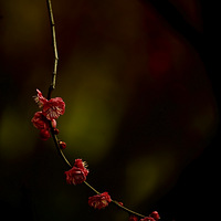 2023��ɽ��÷