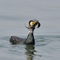 �������á���