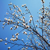 �����紺���������