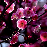 ÷��ʢ����ʱ��