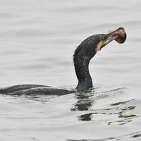 ��˳�����