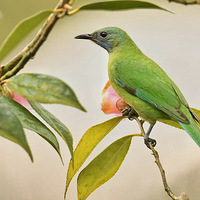 �軨�ϵĳȸ�Ҷ��