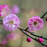 ÷����ͤ÷��ʢ��