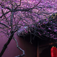 ��÷��ǽ��������һ���Ŵ����ʻ�