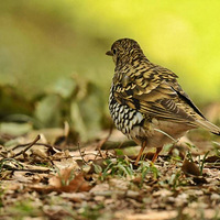 ���ߵ�𴡪��αװר��