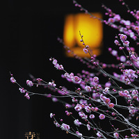 ��������µ�÷��