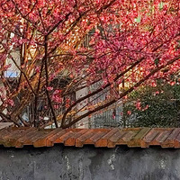 ǽ�ڿ���ǽ����