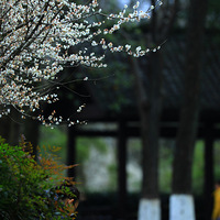 ǽ����֦÷���躮���Կ���ң֪����ѩ��Ϊ�а�������