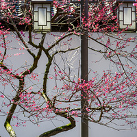 ȡ������÷���վ���֦�ɣ���÷֮����������¾���