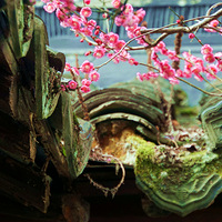 ��լ��÷��