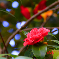 �������ˣ��軨ʢ����