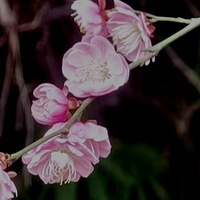 ��Ϣ�۹�԰÷��