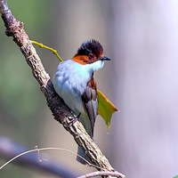 ����մ�������������ر�˧����С��