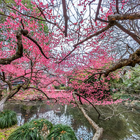 ��ˮ�ϰ���������һƬ��÷�֣�÷������Ư����2023.02.23