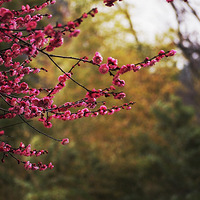 ��÷��÷����÷