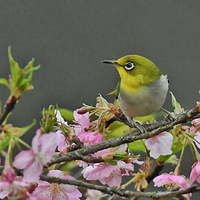 �ӽ�ӣ�ϵ�������2��