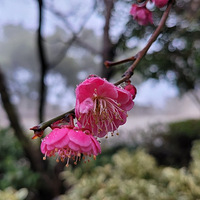 �����а�ɽ��巸�