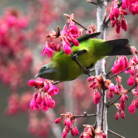 ɽӣ���ϵĳȸ�Ҷ�ǡ�