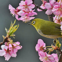 �ӽ�ӣ�ϵ�������3��