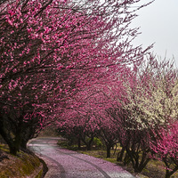 �ٰ�÷����