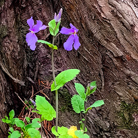 ����ɫ������С���ں��ǳ�¶��   2023.02.25