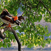 ԧ�������