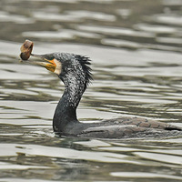 ��˳�����