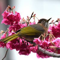 ɽӣ�����ǡ�