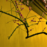 ������÷������