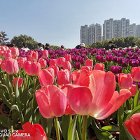 ͤͤ����������