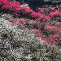 ң֪����ѩ��Ϊ�а�������