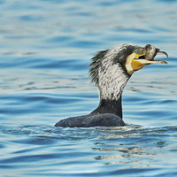 ��˳�������2��