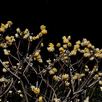 ���㻨���й��İ�������