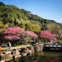 ����������԰��ɫ