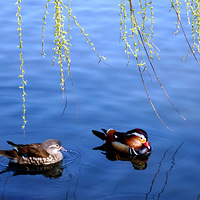 ����ˮůԧҲ֪