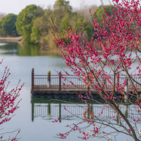 ������Ϫʪ�ع�԰÷����