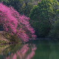 һ����÷����Ůͼ��