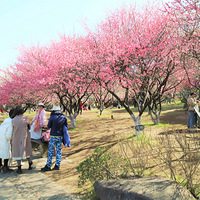 ��������磨�ϣ�