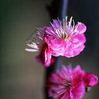 ������÷��