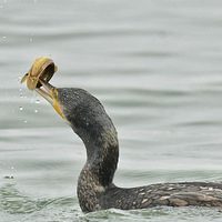 ��˳�������5��