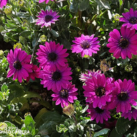 ����Ļ���һ��һ������