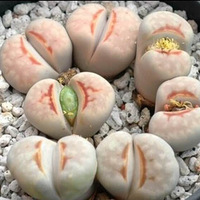 ������ʶ��ʯ����Ʒ��