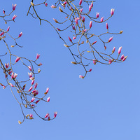 ����ֲ��԰��Ŀ���������ˣ����ŽԱ�ֽ