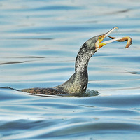 �޴�����